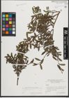 Foto von Salix purpurea L.